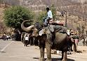 Jaipur_Amber Fort Elephants_01